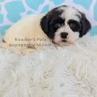 Chester-SALE, a male Shichon for sale in Boyden, IA – Photo 3 of 5