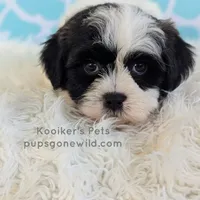 Chester-SALE, a male Shichon for sale in Boyden, IA – Photo 2 of 5