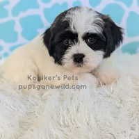 Chester-SALE, a male Shichon for sale in Boyden, IA – Photo 1 of 5