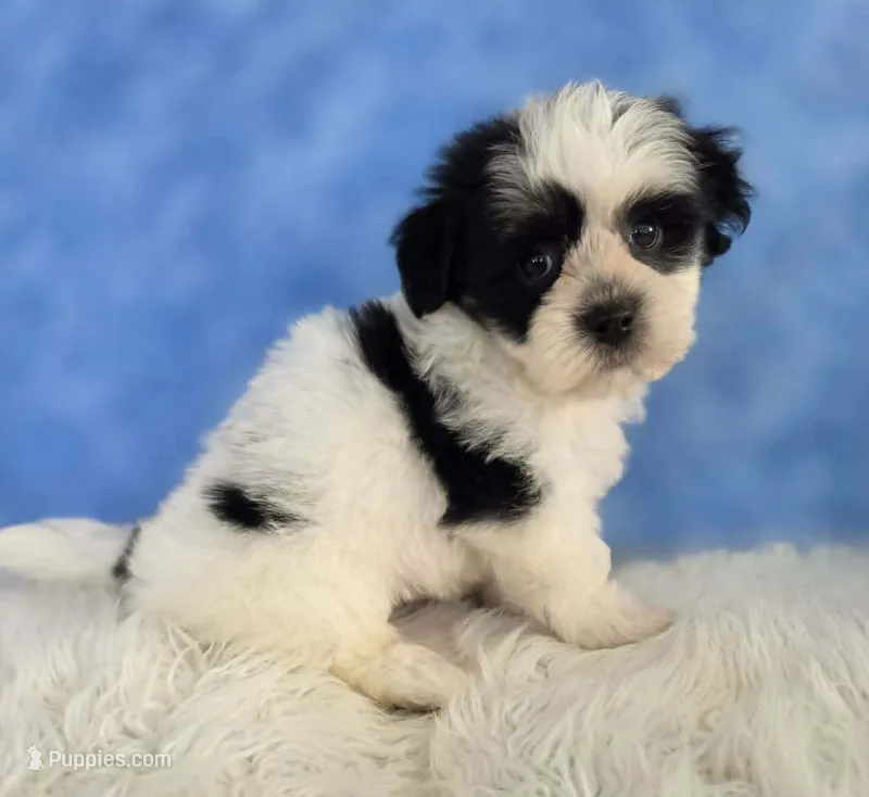 Nash – Bichon Frise, Shih Tzu puppy for sale in Boyden, IA