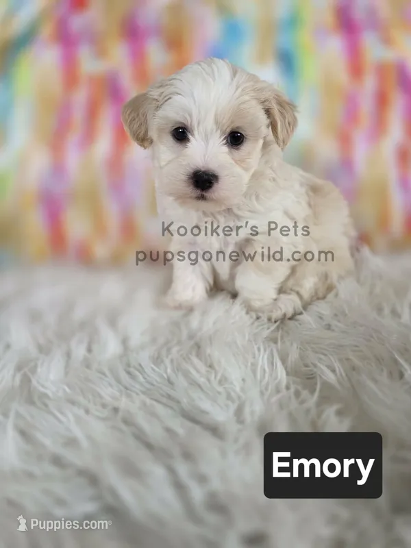 Emory – Bichon Frise, Shih Tzu puppy for sale in Boyden, IA