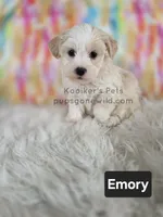 Emory, a male Bichon Frise and Shih Tzu for sale in Boyden, IA – 1 of 6