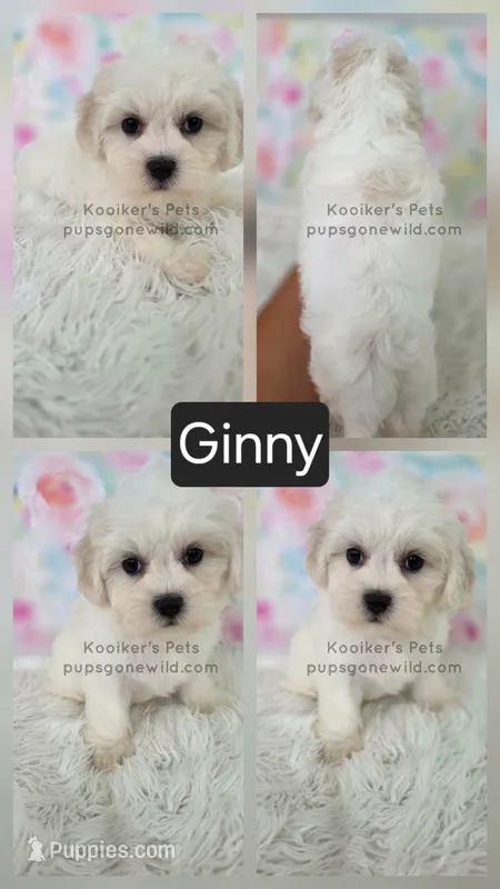 Ginny – Shichon puppy for sale in Boyden, IA