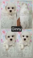 Ginny, a female Shichon for sale in Boyden, IA – 1 of 1