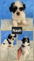 Nash, a male Bichon Frise and Shih Tzu for sale in Boyden, IA – 2 of 2