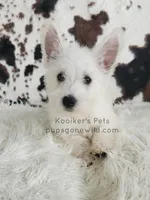 Dimitri, a male West Highland White Terrier for sale in Boyden, IA – 2 of 5