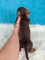 Truffle, a male Miniature Dachshund for sale in Boyden, IA – 4 of 4