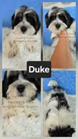 Duke, a male Bichon Frise and Shih Tzu for sale in Boyden, IA – 1 of 1