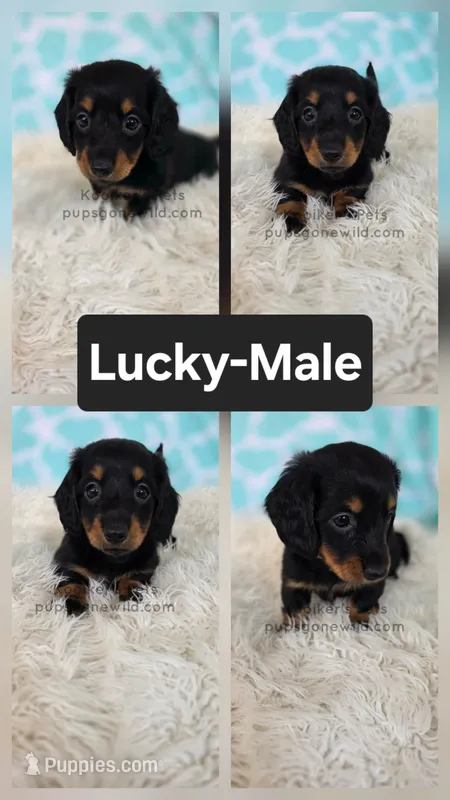 Lucky – Miniature Dachshund puppy for sale in Boyden, IA