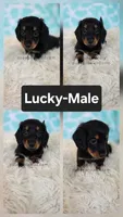 Lucky, a male Miniature Dachshund for sale in Boyden, IA – 1 of 1