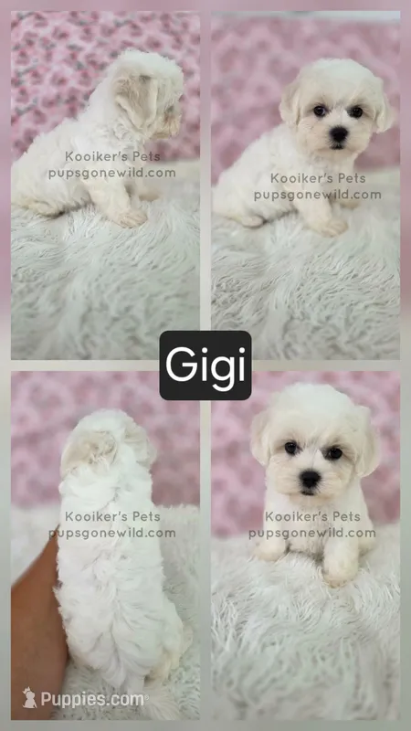 Gigi – Shichon puppy for sale in Boyden, IA