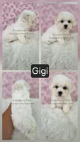 Gigi, a female Shichon for sale in Boyden, IA – 1 of 1