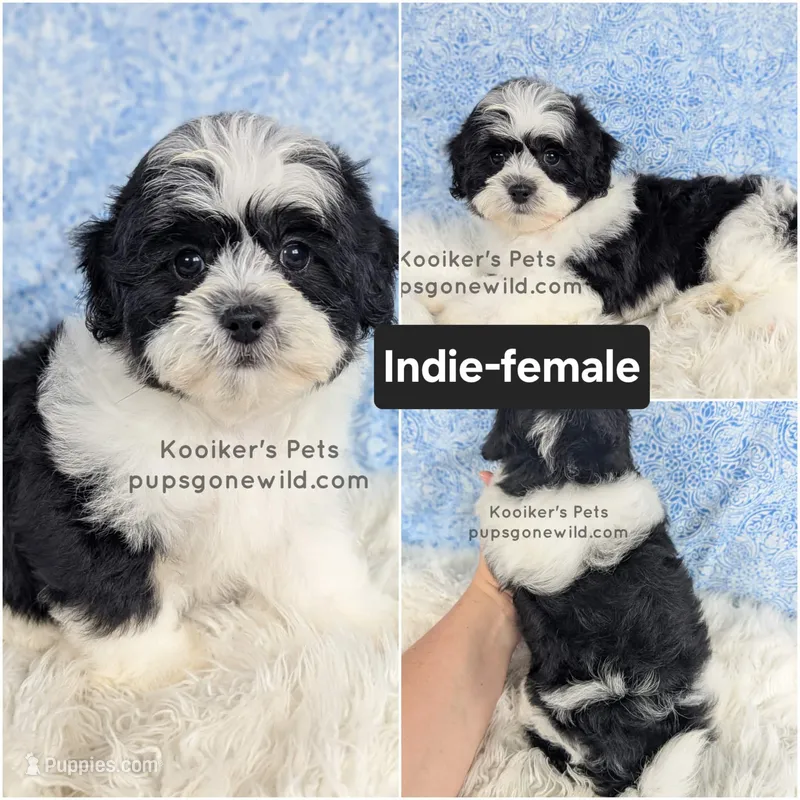 Indie – Shichon puppy for sale in Boyden, IA