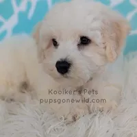 Everest-SALE, a male Bichon Frise for sale in Boyden, IA – Photo 2 of 4