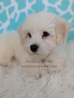 processed/4394682a-a9e7-4658-9b11-ffb07ffd857a/listing/bfbcfe17-7e54-4cb6-892d-4bc4a099cdd5/37f03072-1c78-4198-9c66-3b388a179a07