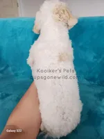 Everest-SALE, a male Bichon Frise for sale in Boyden, IA – Photo 3 of 3