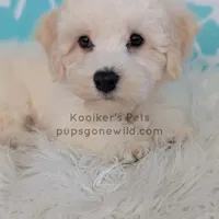 Everest-SALE, a male Bichon Frise for sale in Boyden, IA – Photo 1 of 4