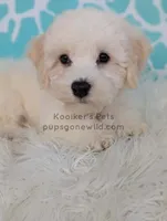 processed/4394682a-a9e7-4658-9b11-ffb07ffd857a/listing/bfbcfe17-7e54-4cb6-892d-4bc4a099cdd5/87180a9d-b74a-4784-8993-6c140365bc32