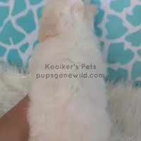 Everest-SALE, a male Bichon Frise for sale in Boyden, IA – Photo 4 of 4