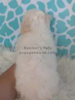 processed/4394682a-a9e7-4658-9b11-ffb07ffd857a/listing/bfbcfe17-7e54-4cb6-892d-4bc4a099cdd5/8f62085a-eb63-4e3e-ab57-78b56d093424