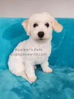 Everest-SALE, a male Bichon Frise for sale in Boyden, IA – Photo 1 of 3