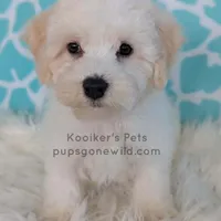 Everest-SALE, a male Bichon Frise for sale in Boyden, IA – Photo 3 of 4