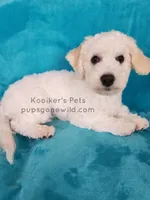 Everest-SALE, a male Bichon Frise for sale in Boyden, IA – Photo 2 of 3
