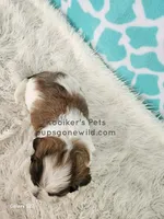 Parker, a male Bichon Frise and Shih Tzu for sale in Boyden, IA – 3 of 3