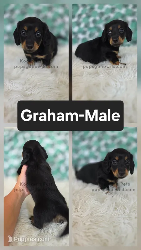 Graham – Miniature Dachshund puppy for sale in Boyden, IA