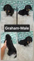 Graham, a male Miniature Dachshund for sale in Boyden, IA – 1 of 1