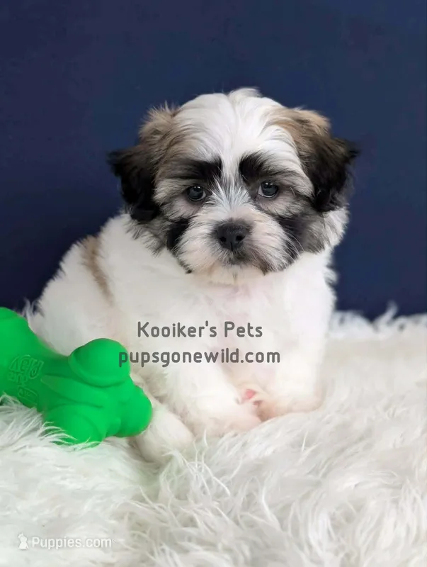 Hank – Bichon Frise, Shih Tzu puppy for sale in Boyden, IA