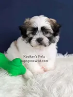 Hank, a male Bichon Frise and Shih Tzu for sale in Boyden, IA – 1 of 4