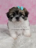 Hannah, a female Bichon Frise and Shih Tzu for sale in Boyden, IA – 2 of 5