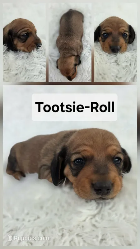 Tootsie-Roll, a female Miniature Dachshund for sale in Boyden, IA – 1 of 1
