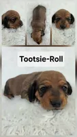 Tootsie-Roll, a female Miniature Dachshund for sale in Boyden, IA – 1 of 1
