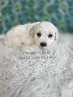 Bodie, a male Bichon Frise for sale in Boyden, IA – 2 of 3