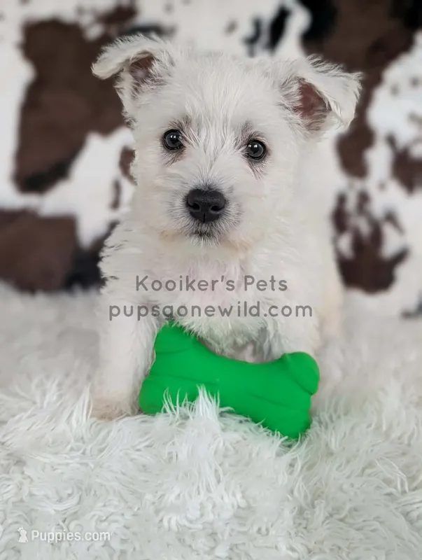 Dimitri – West Highland White Terrier puppy for sale in Boyden, IA