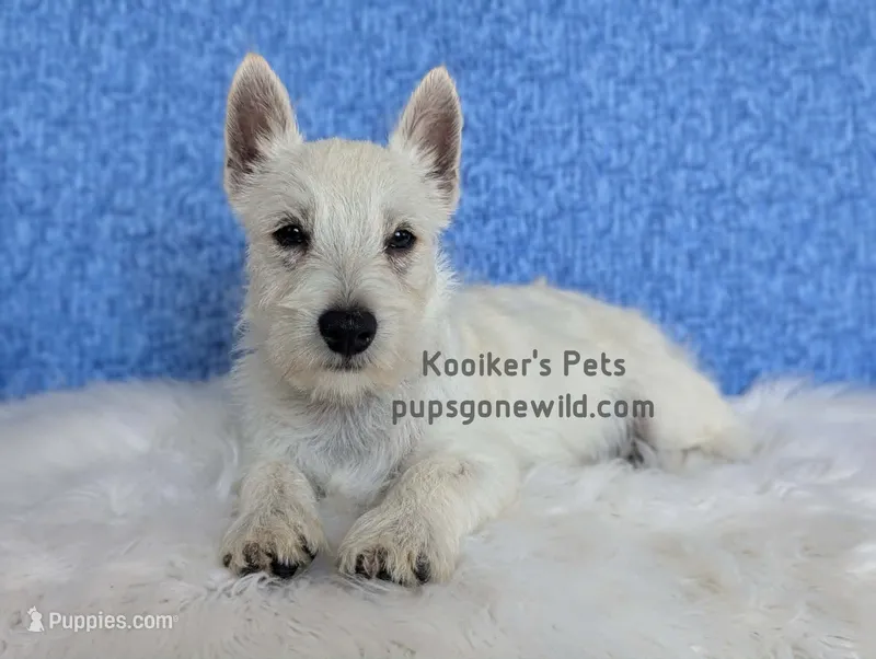 Luke - SALE – West Highland White Terrier puppy for sale in Boyden, IA