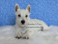 Luke - SALE, a male West Highland White Terrier for sale in Boyden, IA – 1 of 5