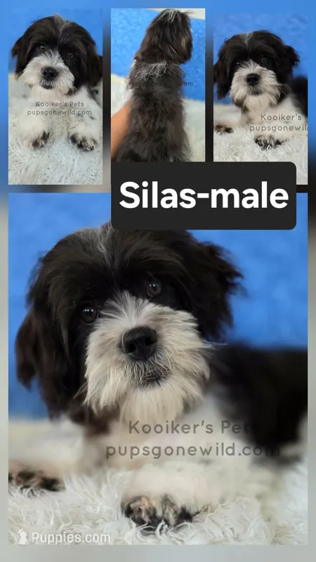 Silas – Shichon puppy for sale in Boyden, IA