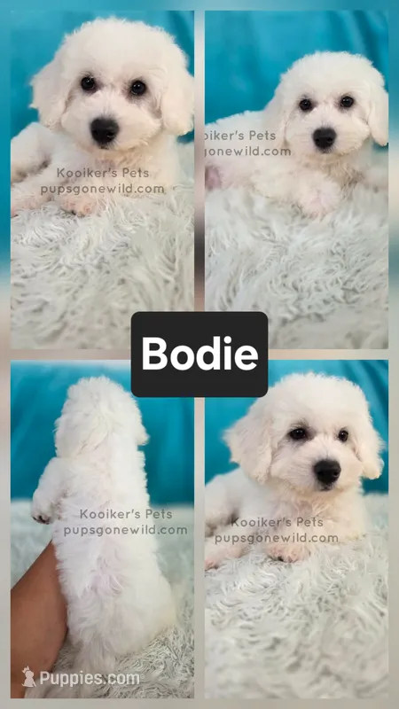 Bodie – Bichon Frise puppy for sale in Boyden, IA