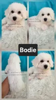 Bodie-Sale, a male Bichon Frise for sale in Boyden, IA – 1 of 1
