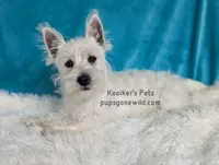AKC Mira Sale, a female West Highland White Terrier for sale in Boyden, IA – 5 of 6