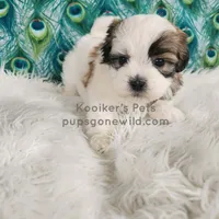 Anthony, a male Shichon for sale in Boyden, IA – Photo 2 of 4