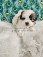 Anthony, a male Shichon for sale in Boyden, IA – Photo 2 of 4