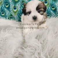 Anthony, a male Shichon for sale in Boyden, IA – Photo 1 of 4