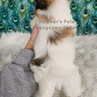 Anthony, a male Shichon for sale in Boyden, IA – Photo 3 of 4