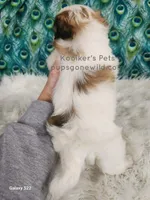 Anthony, a male Shichon for sale in Boyden, IA – Photo 3 of 4