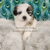 Anthony, a male Shichon for sale in Boyden, IA – Photo 4 of 4