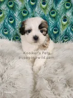 Anthony, a male Shichon for sale in Boyden, IA – Photo 4 of 4